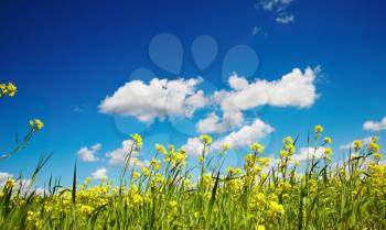 Wildflowers against blue sky background
