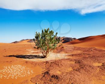 Single tree in Sahara Desert, Algeria
