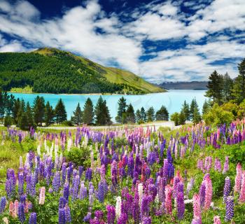 Landscape with lake and flowers, New Zealand
