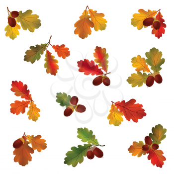 Autumn icon set. Fall leaves and berries. Nature symbol vector collection isolated on white background. 