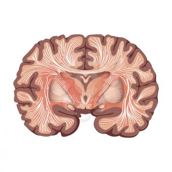 Brain anatomy. Brain showing the basal ganglia and thalamic nuclei isolated on white background.
