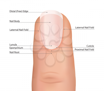 Nail finger anatomy. Fingernail vector.