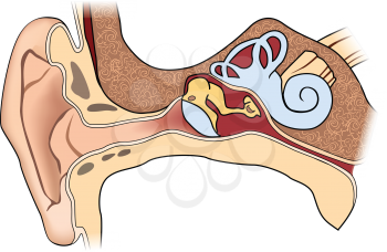 Human ear anatomy. medical sign of ear structure