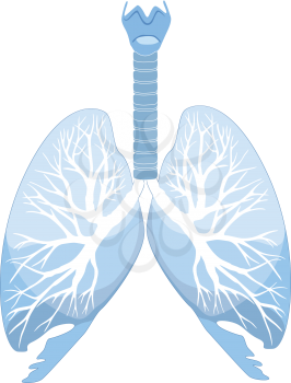 Human lungs and bronchi. Human organ structure. Medical sign