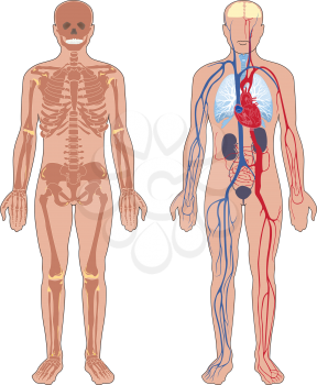 Human anatomy. Set of vector illustration isolated on white background. Human body structure: skeleton and circulatory vascular system.