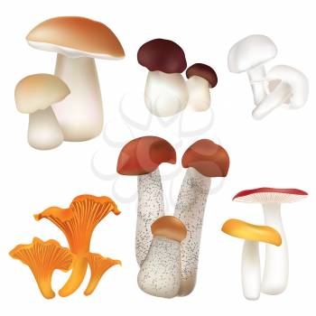 Mushroom set. Boletus Floral decor Natural Food background