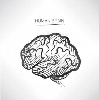 Human brain isolated. Internal organ icons sketch