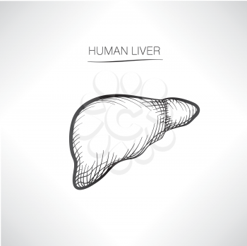 Human liver iolated. Internal organ icons sketch