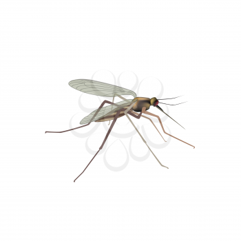 Mosquito isolated. Gnat vector illustration. Insect macro view