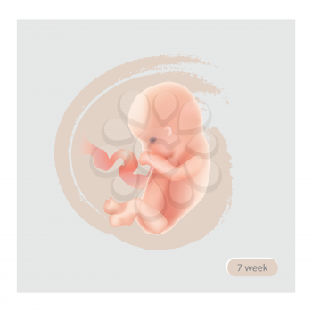  Fetus Stage Illustration. Fetal icon. Seven week embryo. Pregnancy stage vector