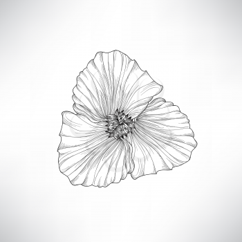 Flower isolated. Floral engraving illustration. Vector set.