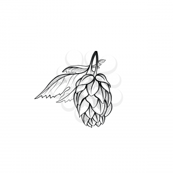 Hops bush. Floral beer icon. Engraving hand drawn brewing design element