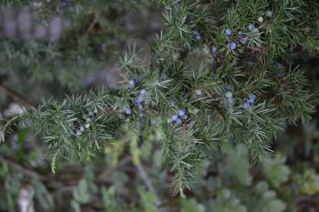 Juniper. Juniperus communis. The branches of a juniper. Juniper berries. Close-up. Garden. Flowerbed. Vertical photo