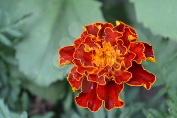 Marigolds. Tagetes. Flowers yellow or orange. Fluffy buds. Flowerbed. Growing flowers. Horizontal