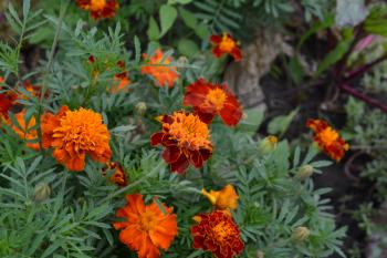 Marigolds. Tagetes. Flowers yellow or orange. Green leaves. Garden. Flowerbed. Growing flowers. Horizontal photo