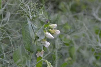 Peas. Pisum. Flowers pea. Leguminous plants in the garden. Farm, garden, vegetable garden. Horizontal photo. On blurred background