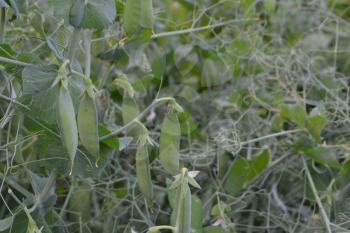 Peas. Pisum. The pods of peas. Leguminous plants in the garden. Farm, garden, vegetable garden. Horizontal. On blurred background