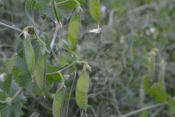 Peas. Pisum. The pods of peas. Leguminous plants in the garden. Farm, garden, vegetable garden. On blurred background