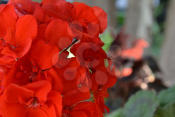 Pelargonium. Garden plants. Geranium red. Flower. Beautiful inflorescence. Close-up. Horizontal
