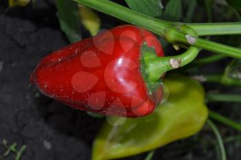 Pepper. Capsicum annuum. Pepper red and green. Close-up. Pepper growing in the garden. Garden. Field. Cultivation of vegetables. Agriculture. Vertical photo