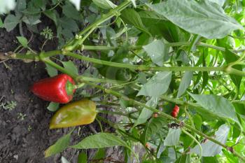 Pepper. Capsicum annuum. Pepper red and green. Pepper growing in the garden. Garden. Field. Cultivation of vegetables. Agriculture. Vertical