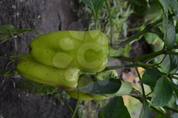 Pepper. Capsicum annuum. White pepper. Pepper growing in the garden. Field. Cultivation of vegetables. Agriculture. Vertical photo