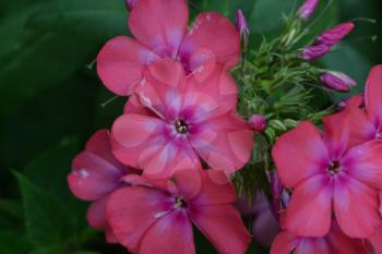 Phlox. Polemoniaceae. Beautiful inflorescence. Flowers pink. Nice smell. Growing flowers. Floriculture. On blurred background. Close-up. Horizontal photo