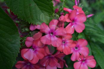 Phlox. Polemoniaceae. Beautiful inflorescence. Flowers pink. Flowerbed. Garden. Floriculture. On blurred background. Close-up. Horizontal photo