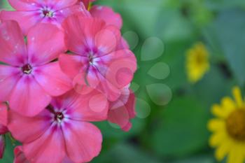 Phlox. Polemoniaceae. Beautiful inflorescence. Flowers pink. Nice smell. Floriculture. On blurred background. Close-up. Horizontal photo