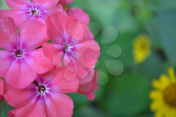 Phlox. Polemoniaceae. Beautiful inflorescence. Flowers pink. Nice smell. Floriculture. On blurred background. Close-up. Horizontal