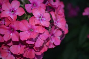 Phlox. Polemoniaceae. Beautiful inflorescence. Flowers pink. Nice smell. Growing flowers. Flowerbed. Garden. Floriculture. On blurred background. Close-up. Horizontal photo