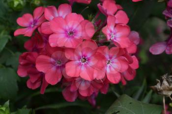 Phlox. Polemoniaceae. Beautiful inflorescence. Flowers pink. Nice smell. Growing flowers. Flowerbed. Garden. Floriculture. On blurred background. Horizontal photo