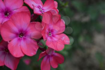 Phlox. Polemoniaceae. Beautiful inflorescence. Flowers pink. Nice smell. Growing flowers. Flowerbed. Garden. On blurred background. Close-up. Horizontal