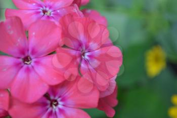Phlox. Polemoniaceae. Beautiful inflorescence. Flowers pink. Nice smell. Growing flowers. On blurred background. Close-up. Horizontal photo