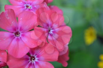 Phlox. Polemoniaceae. Beautiful inflorescence. Flowers pink. Nice smell. Growing flowers. On blurred background. Close-up. Horizontal