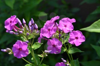 Phlox. Polemoniaceae. Beautiful inflorescence. Flowers purple color. Nice smell. Growing flowers. Flowerbed. Garden. Floriculture. Horizontal photo