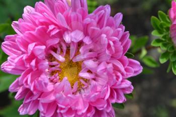 Pink flowers of asters garden. Delicate petals. Close-up. Green Garden. Sunny weather