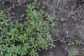 Purslane. Portulaca oleracea. Purslane grows in the garden. The green oval leaves. Treatment plant. Garden. Field. Growing. Agriculture. Horizontal photo