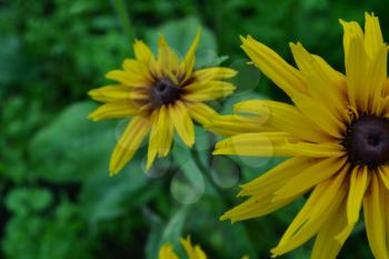 Rudbeckia. Perennial. Similar to the daisy. Tall flowers. Flowers are yellow. Close-up. On blurred background. Garden. Flowerbed. Floriculture. Horizontal