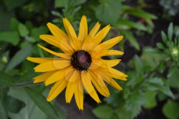 Rudbeckia. Perennial. Similar to the daisy. Tall flowers. Flowers are yellow. Close-up. On blurred background. It's sunny. Garden. Flowerbed. Horizontal