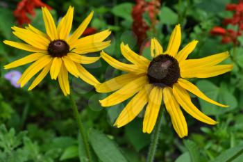 Rudbeckia. Perennial. Similar to the daisy. Tall flowers. Flowers are yellow. It's sunny. Garden. Floriculture. Close-up. On blurred background. Horizontal photo