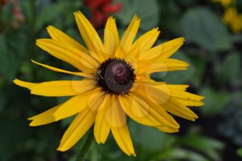 Rudbeckia. Perennial. Similar to the daisy. Tall flowers. Flowers are yellow. It's sunny. Garden. Flowerbed. Floriculture. Close-up. Horizontal photo
