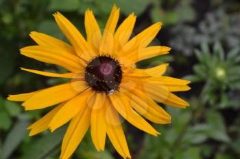 Rudbeckia. Perennial. Similar to the daisy. Tall flowers. Flowers are yellow. It's sunny. Garden. Flowerbed. Horizontal