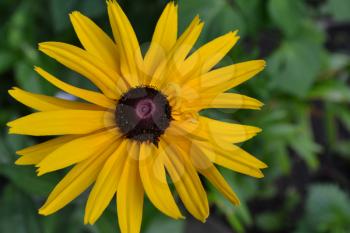 Rudbeckia. Perennial. Similar to the daisy. Tall flowers. Flowers are yellow. It's sunny. Garden. Flowerbed. On blurred background. Horizontal photo