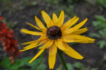 Rudbeckia. Perennial. Similar to the daisy. Tall flowers. Flowers are yellow. It's sunny. Garden. Flowerbed. On blurred background. Horizontal