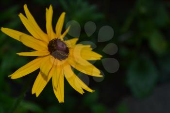 Rudbeckia. Perennial. Similar to the daisy. Tall flowers. Flowers are yellow. It's sunny. Garden. On blurred background. Horizontal photo