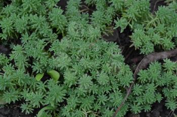 Stonecrop. Hare cabbage. Sedum. Green moss. Decorative grassy carpet. Flowerbed, garden. Ornamental garden plants. Close-up. Horizontal