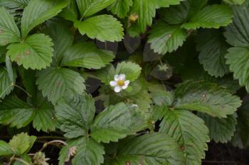 Strawberries. Fragaria vesca. Bushes of strawberry. Close-up. Green leaves. Flowers strawberries