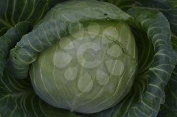 White cabbage. Brassica oleracea. the garden. Farm, field, agriculture. Close-up