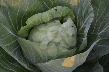 White cabbage. Cabbage growing in the garden. Brassica oleracea. Farm. Field. Agriculture. Growing cabbage. Close-up